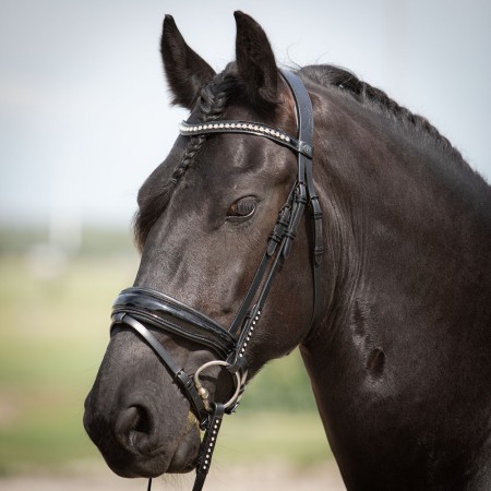 Cabezada de montar "DIAMOND LACQUE" de HARRY'S HORSE