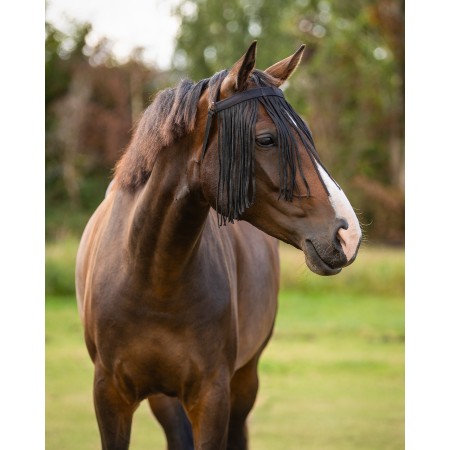Frontalera con mosquero Q-ESSENTIALS