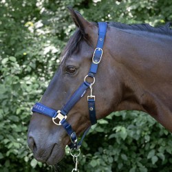Cabezada de cuadra "DENICI CAVALLI Purple passion" Satin de HARRY'S HORSE 2