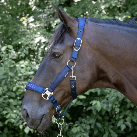 Cabezada de cuadra "DENICI CAVALLI Purple passion" Satin de HARRY'S HORSE