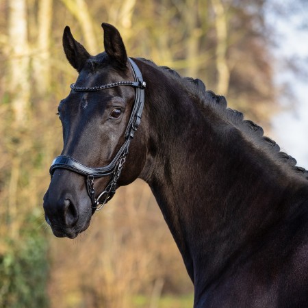 Brida "FAYSPORT BLACKPEARL" de QHP