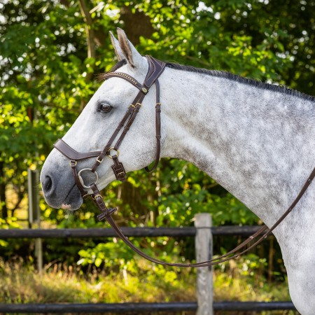 Brida Devi de QHP para Caballo