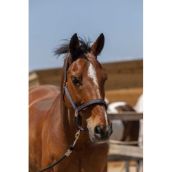 Cabezada de Cuadra "ZARI" de NORTON