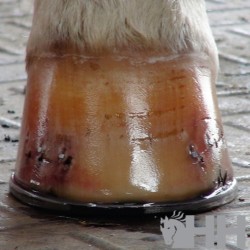 Balsamo para Cascos "DIAMOND HOOF CONDITIONER" de HISPANO HÍPICA 2