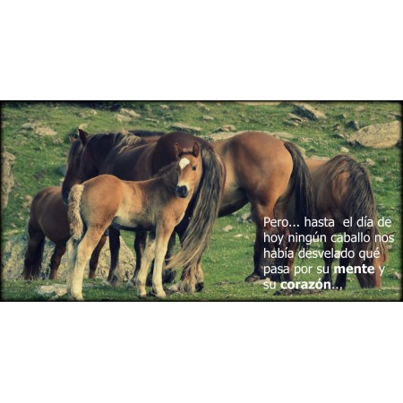 Libro SI EL HUMANO SUPIERA, un mensaje de los caballos para toda la humanidad