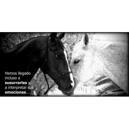 Libro SI EL HUMANO SUPIERA, un mensaje de los caballos para toda la humanidad