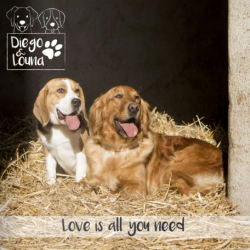 DIEGO & LOUNA Caballo cuero 2