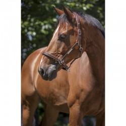 Cabezada de Cuero NORTON PRO Grooming
