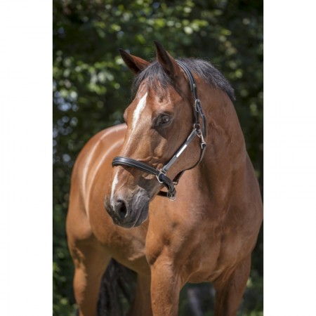 Cabezada de Cuero NORTON PRO Grooming
