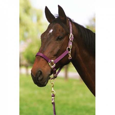 Cabezada de cuadra de nylon con hebillas satinado dorado de EQUITHÈME