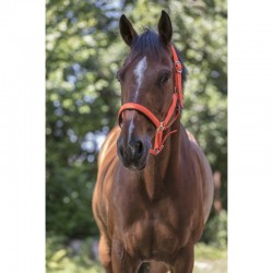 Cabezada de Cuadra Fluo de Norton para Caballo y Poni