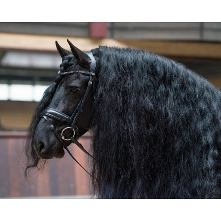 Brida Selene de QHP para Poni y Caballo