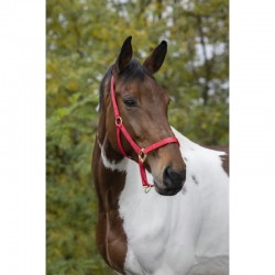 Cabezada de cuadra de nylon con hebillas satinado dorado de EQUITHÈME
