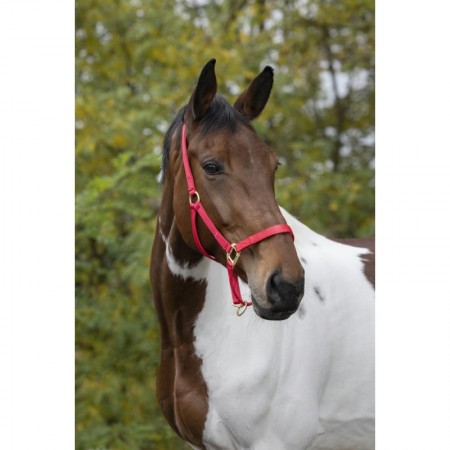 Cabezada de cuadra de nylon con hebillas satinado dorado de EQUITHÈME