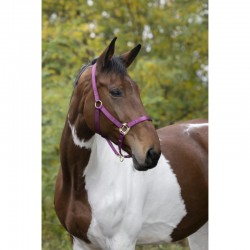 Cabezada de cuadra de nylon con hebillas satinado dorado de EQUITHÈME
