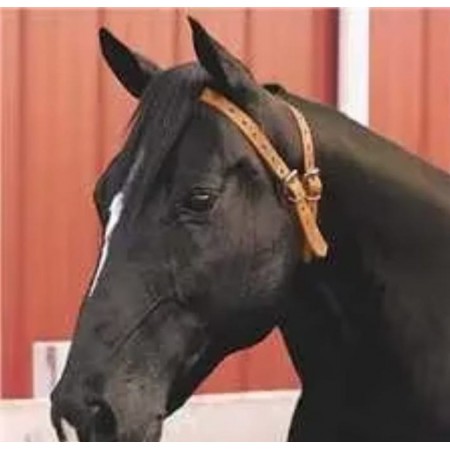 Collar para que tu Caballo NO Trague Aire de HH