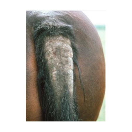 Loción para Dermatitis Estival del caballo "DERFEN ORIGINAL" de ANIMADERM