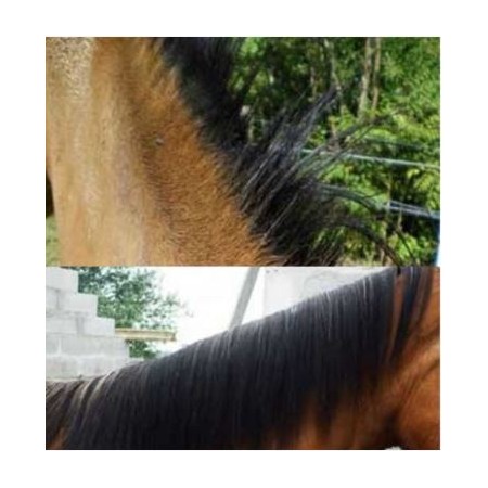 Loción para Dermatitis Estival del caballo "DERFEN ORIGINAL" de ANIMADERM