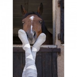 Calcetines "GIRLY" de Equithème 2