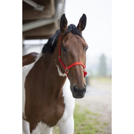 Cabezada de cuadra de nylon para caballo