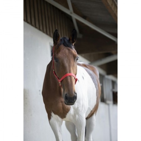 Cabezada de cuadra de nylon para caballo