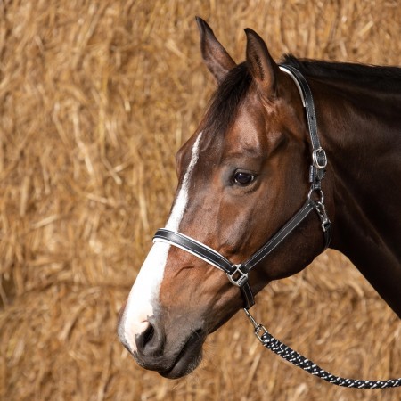 Cabezada de cuadra Cuero "ELEGANCE" de HARRY'S HORSE