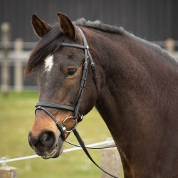 Cabezada de montar "EASY CARE" de HARRY'S HORSE 2