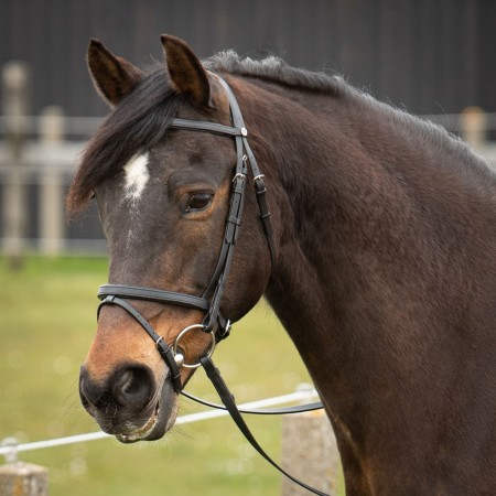 Cabezada de montar "EASY CARE" de HARRY'S HORSE