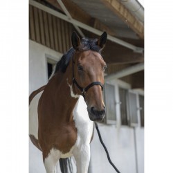 Cabezada de cuadra con ramal Riding World Club 2