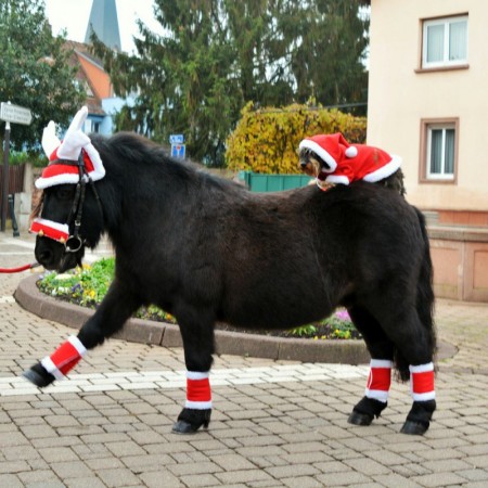 Vendas de Navidad para caballo