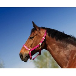 Cabezada de cuadra de nylon con hebillas satinado dorado de EQUITHÈME