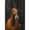 Cabezada de cuadra "DOMINO" de EQUITHEME