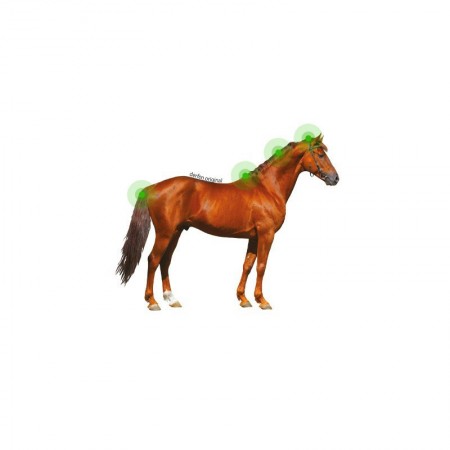 Loción para Dermatitis Estival del caballo "DERFEN ORIGINAL" de ANIMADERM