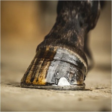 Comprar Aceite de Cascos para Caballo Cornucrescine de CARR&DAY