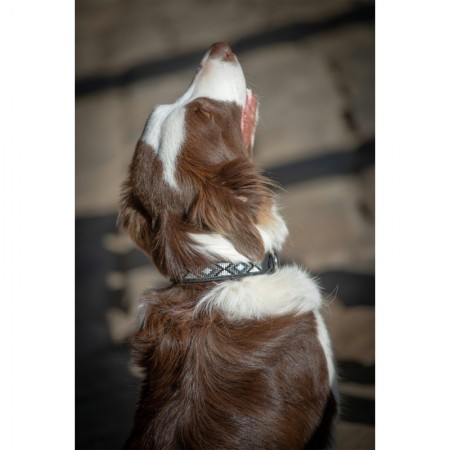 Collar para Perro "PEARL" de PENÉLOPE LEPREVOST