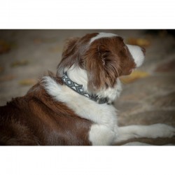 Collar para Perro "PEARL"...
