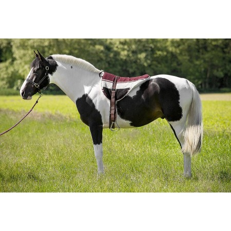 Bareback Norton