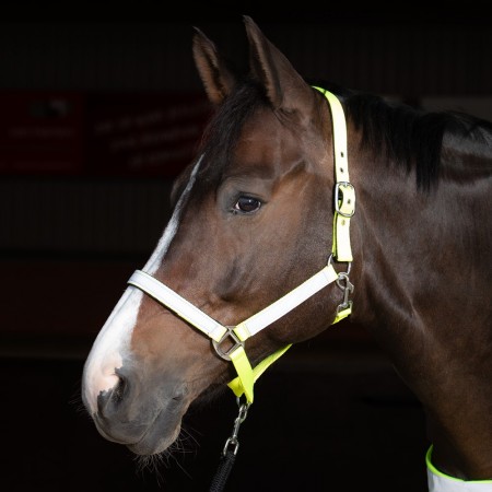 Cabezada de cuadra "REFLECTIVE" de HARRY'S HORSE