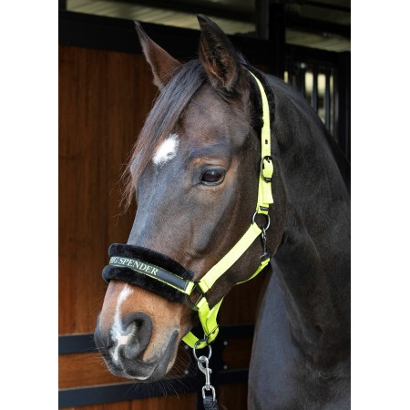 Cabezada de Cuadra "LYRICS QUOTES" de HARRY'S HORSE