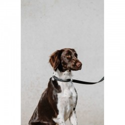 Collar para perros "NALA" de EQUITHÈME 2