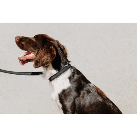 Collar para perros "NALA" de EQUITHÈME