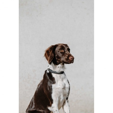 Collar para perros "NALA" de EQUITHÈME