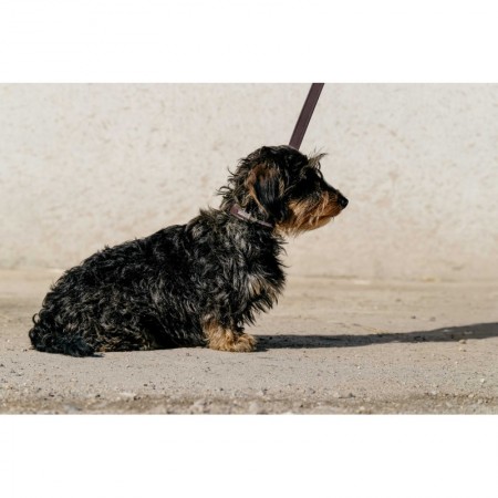 Collar y correa para perro "MAX" de EQUITHÈME