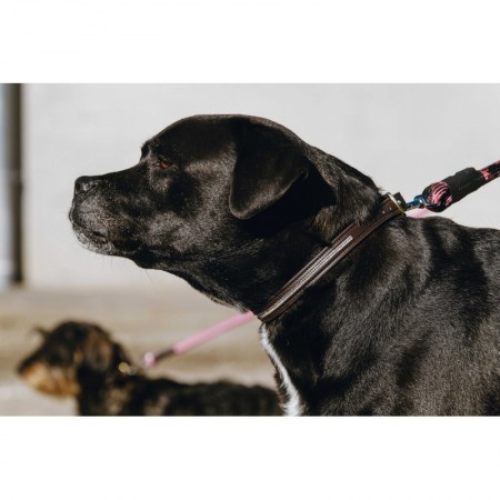 Collar y correa para perro "MAX" de EQUITHÈME