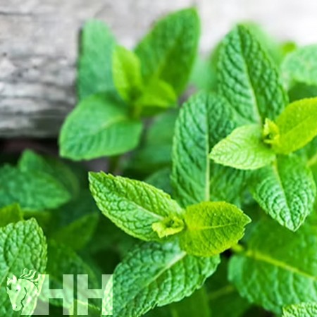 Relejante "RELAX AROMASPRAY" de LEOVET