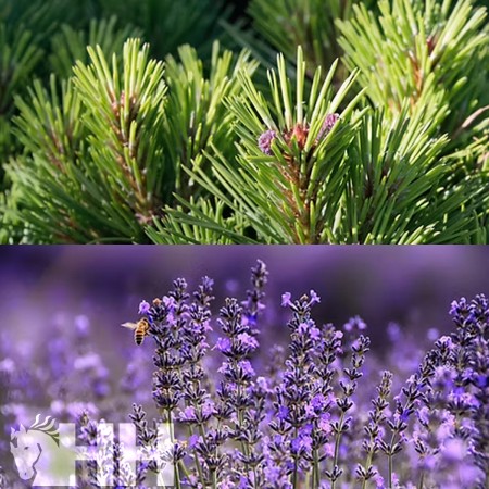 Relejante "RELAX AROMASPRAY" de LEOVET