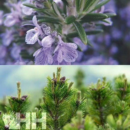 Relejante "RELAX AROMASPRAY" de LEOVET