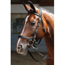 Cabezada de montar + cuadra de HARRY'S HORSE 2