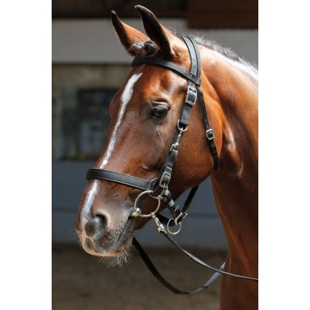 Cabezada de montar + cuadra de HARRY'S HORSE