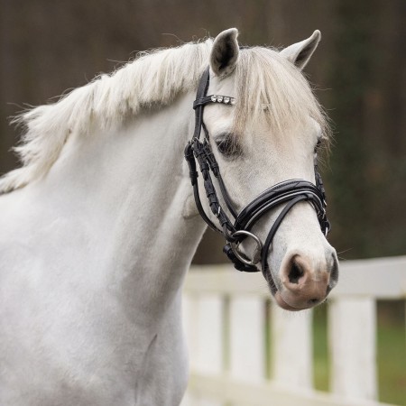 Cabezada de Montar para Poni "BIXIE" de QHP
